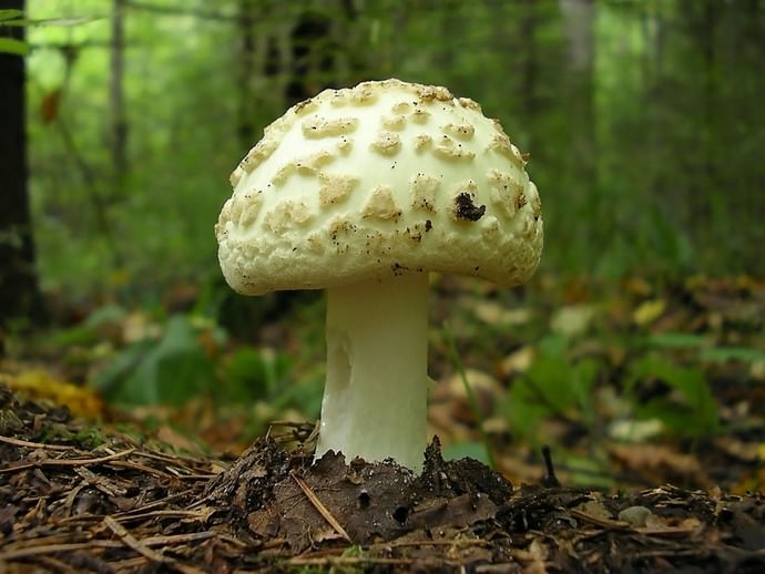 Мухомор поганковидный – слабоядовитый вид, который не рекомендуется собирать, так как его можно спутать с другими, смертельно ядовитыми грибами
