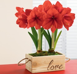 Амариллис – уникальное в своем роде луковичное растение