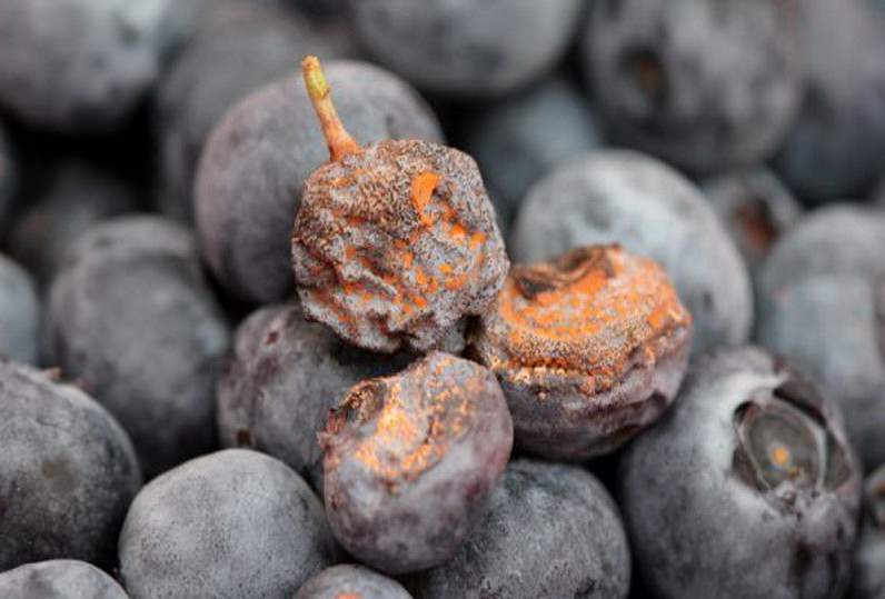 Голубика в условиях приусадебного садоводства поражается антракнозом