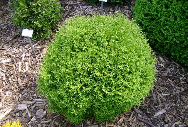 Туя неприхотлива к грунту