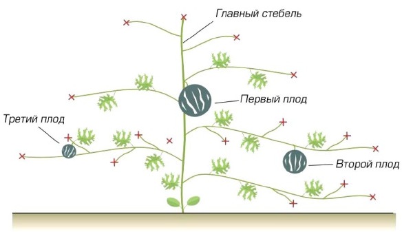 С целью ускорения роста плетей, целесообразно прищипывать их так, чтобы над плодами располагалось не больше трёх-пяти листьев