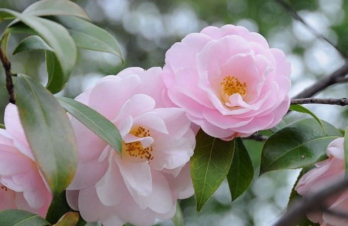 Очень хорошо в приусадебном цветоводстве зарекомендовали себя как кустовая, так и вьющаяся форма камелии