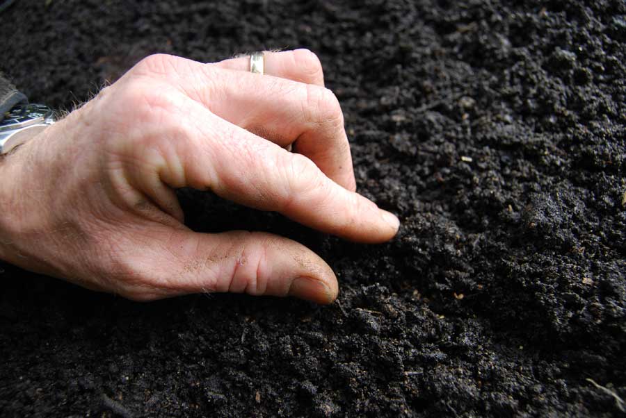 Посев семян баклажана в неотапливаемые теплицы следует производить после того, как температура почвы и воздуха станут стабильными и комфортными для выращивания теплолюбивой культуры