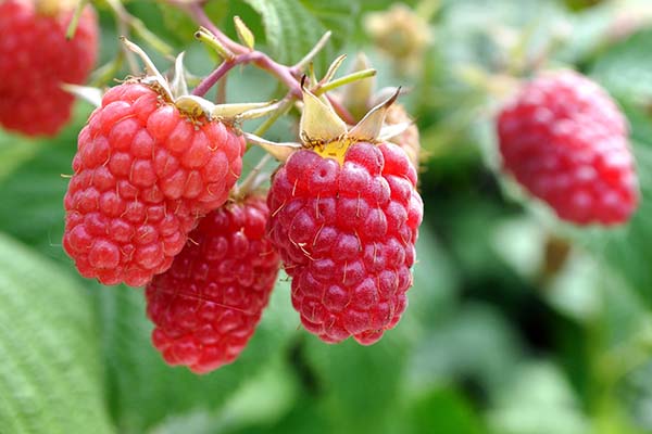 При выборе сортов малины, а также самого посадочного материала для посадки именно осенью, надо обратить внимание на то, насколько они устойчивы к зимним холодам