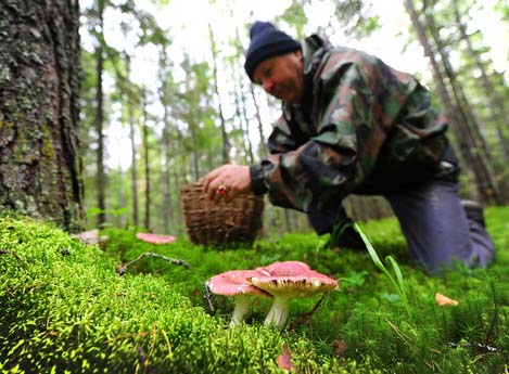 Именно на территории Харьковской области любителями тихой охоты наиболее часто идет активный сбор съедобных грибов