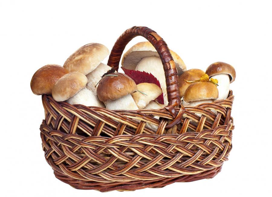 Практически все грибы имеют народные названия, а самые вкусные и дорогие относятся к первой категории