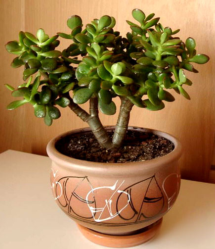 Денежное дерево обладает большим количеством полезных и лечебных свойств