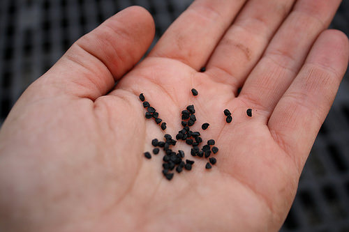 Посев чернушки часто осуществляется именно под зиму