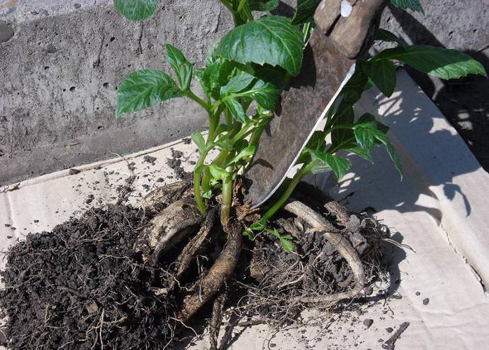 Самый простой способ размножения — деление клубней