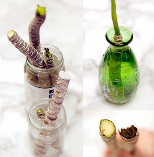 Все цветоводы для размножения драцены предпочитают использовать метод черенкования