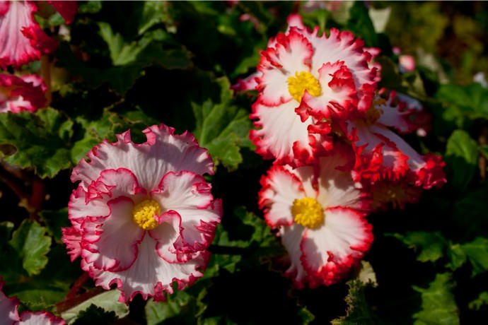 Мультифора Максима относится к среднецветковому виду бегоний