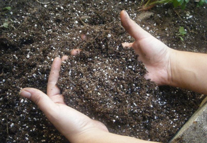 После сбора урожая обязательно следует подкормить сливу перед надвигающимися холодами