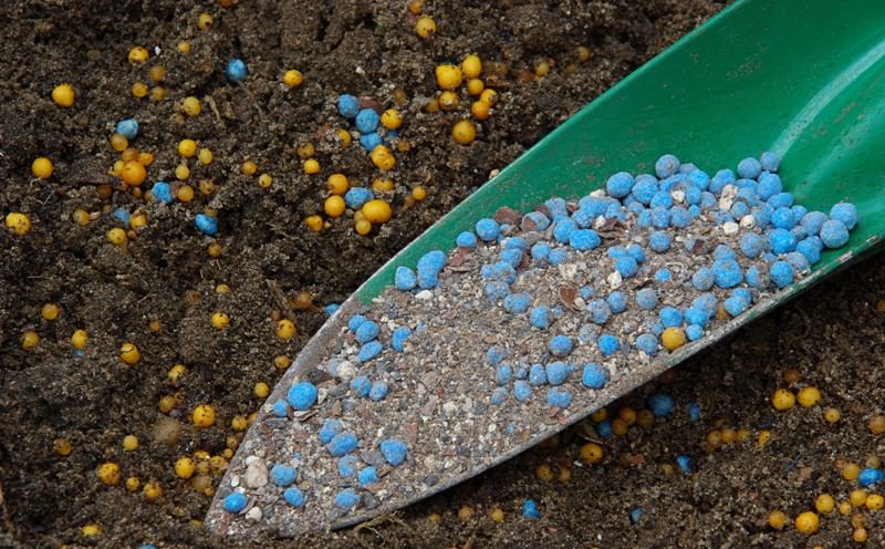 Когда плоды начинают активно зреть (с первой до последней декады августа), то следует внести под сливу смесь, содержащую аммиачные удобрения, чтобы улучшить их качество