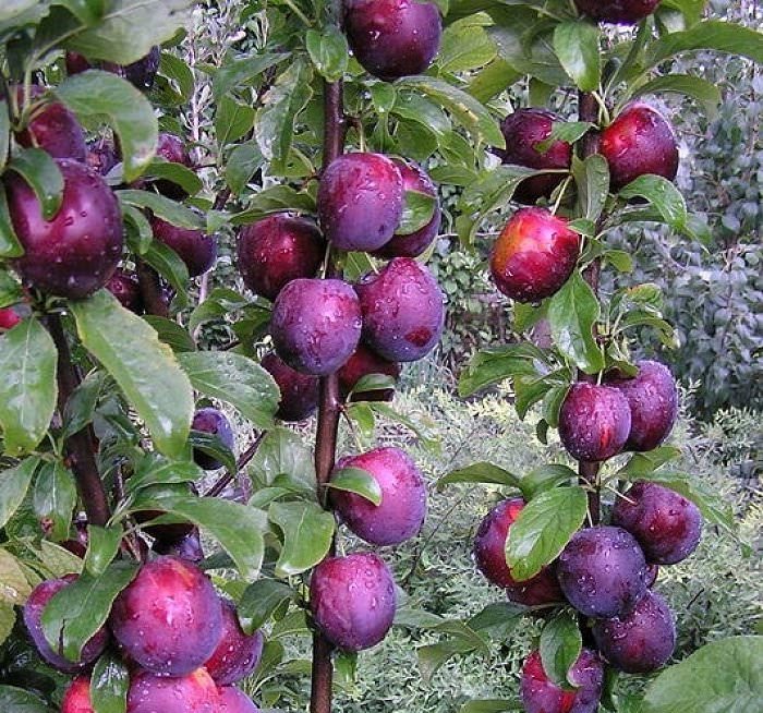 Мякоть очень сочная, со сладковато-кислым вкусом, с желтым или розоватым оттенком, особенно около самой кожуры