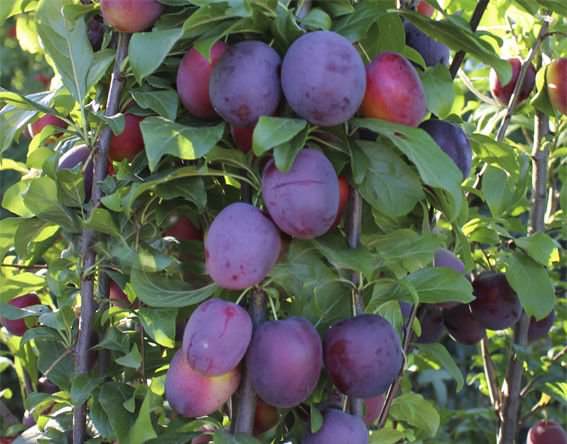 Плоды созревают в августе. У слив отличный товарный вид, фрукты пригодны к длительной лежкости и транспортировке