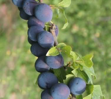 Сладкая крупная слива – это всегда находка для профессиональных садоводов