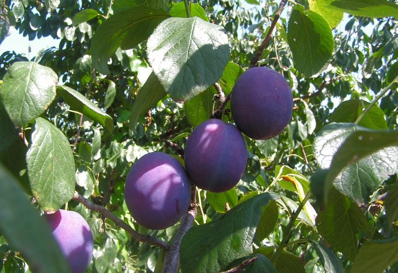 Какие сорта слив наиболее подходят для дачи