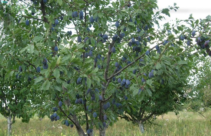 Какие сорта слив наиболее подходят для дачи