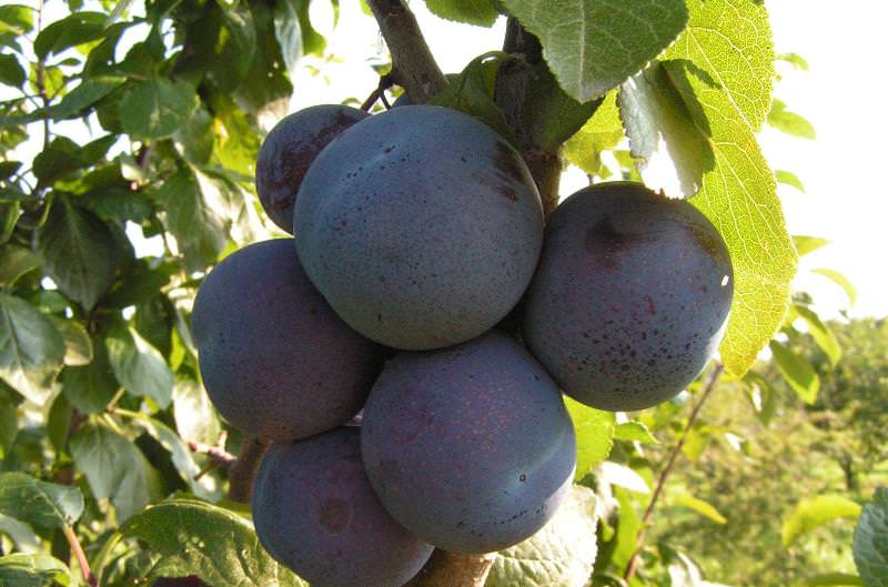 Какие сорта слив наиболее подходят для дачи