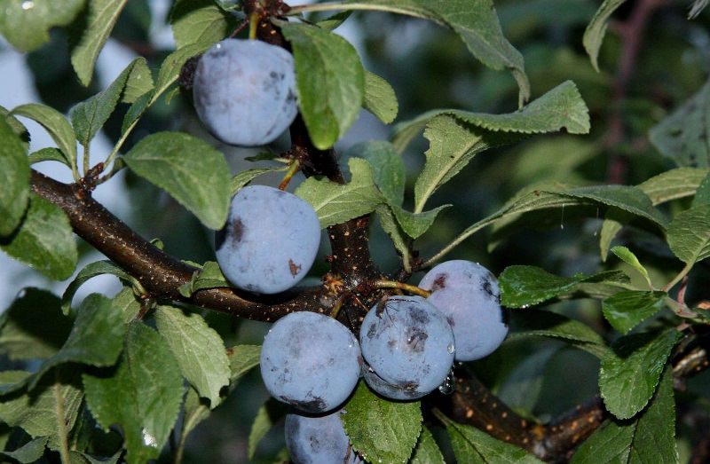 Какие сорта слив наиболее подходят для дачи