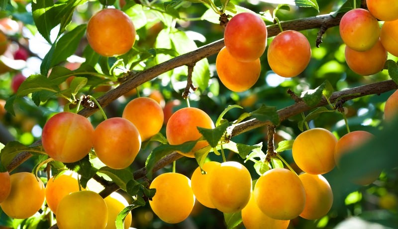 Какие сорта слив наиболее подходят для дачи