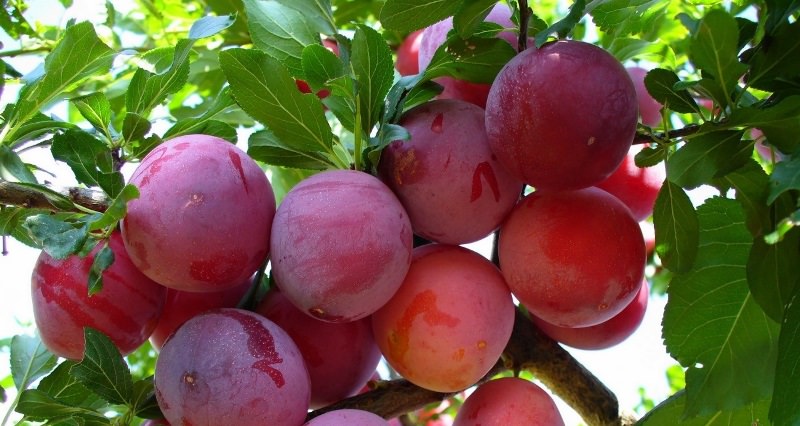 Какие сорта слив наиболее подходят для дачи