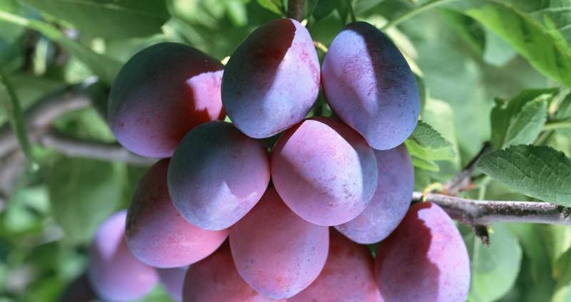 Какие сорта слив наиболее подходят для дачи