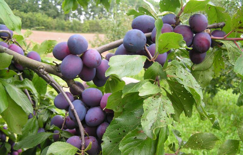 Какие сорта слив наиболее подходят для дачи