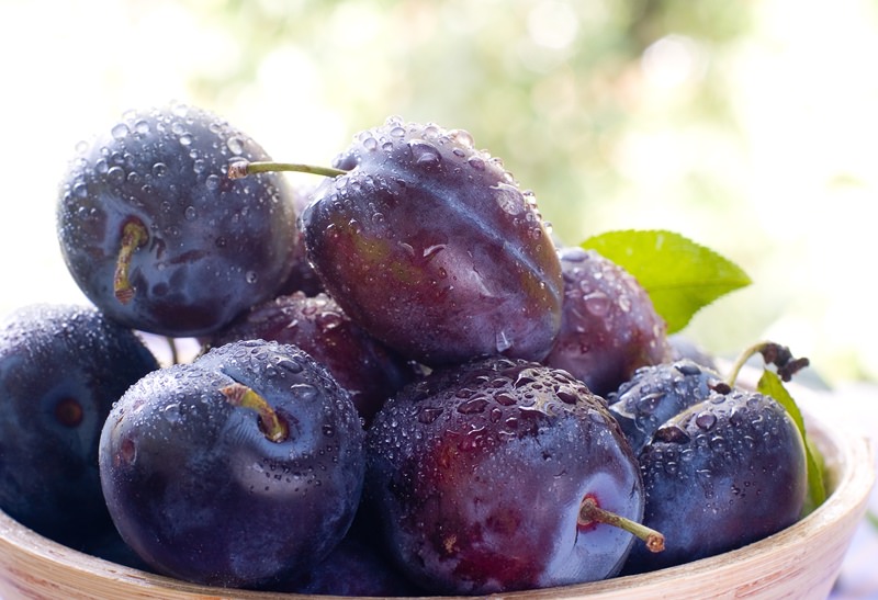 Какие сорта слив наиболее подходят для дачи