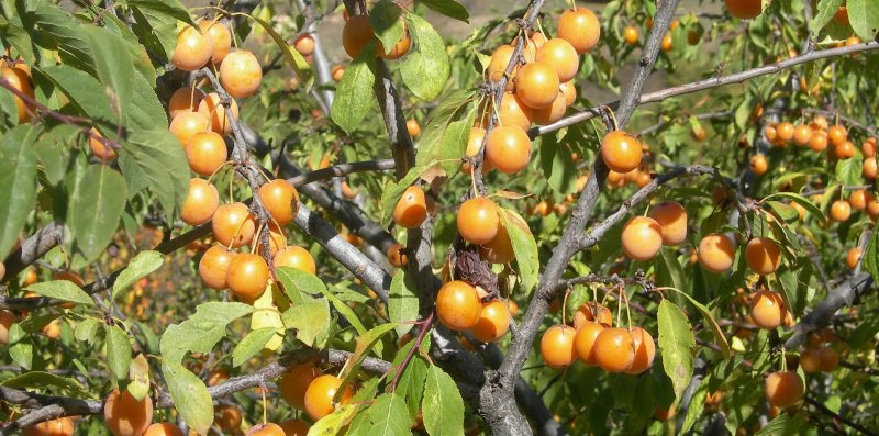 Какие сорта слив наиболее подходят для дачи