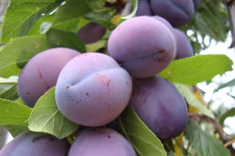 Какие сорта слив наиболее подходят для дачи