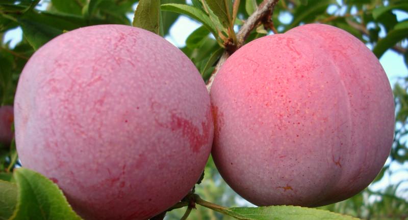 Какие сорта слив наиболее подходят для дачи