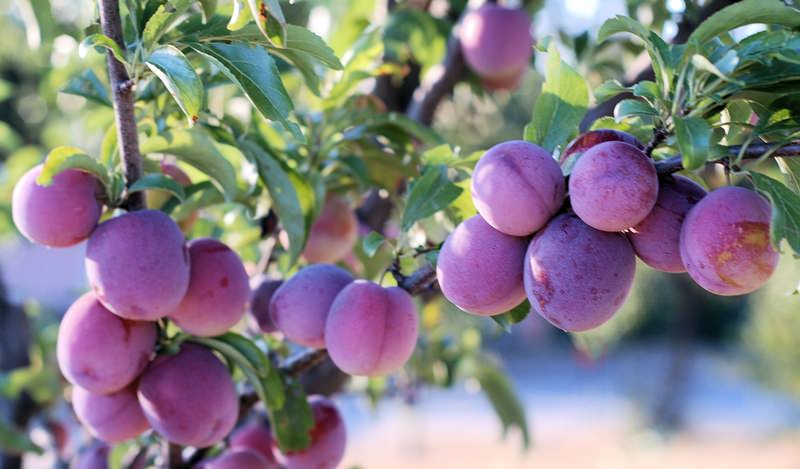 Какие сорта слив наиболее подходят для дачи