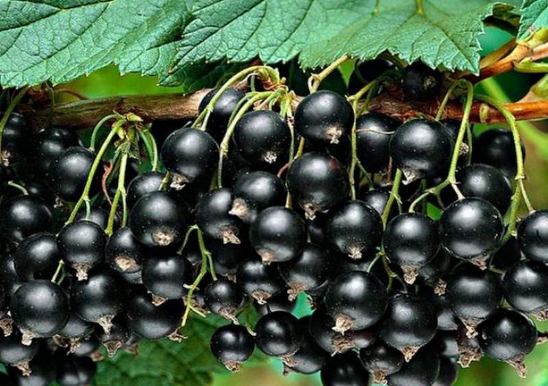 Довольно известна уральская черная смородина Фортуна, выведенная в Свердловске
