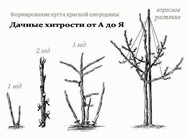 Со временем был замечен целый ряд преимуществ такой формы выращивания