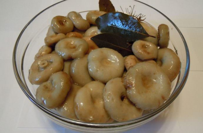 Холодный способ засолки груздей на зиму считается классическим, он позволяет сохранить их хрустящими