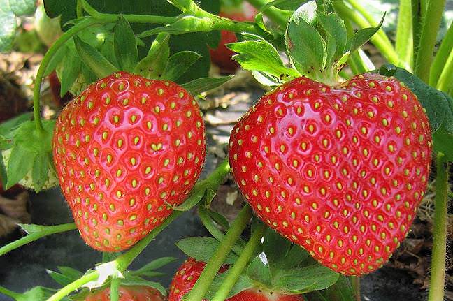 Среднеспелая земляника садовая более устойчива к заморозкам и заболеваниям