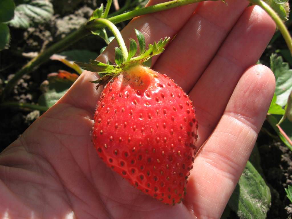 Сорт клубники Элан отличается высокой устойчивостью к заболеваниям