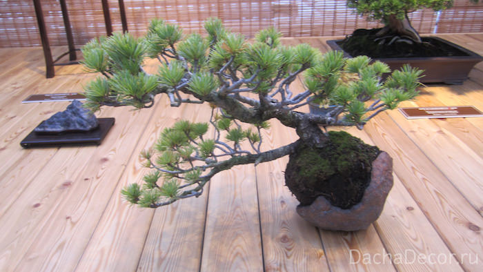 Сосна мелкоцветковая, возраст — 70 лет ©arambel.ru