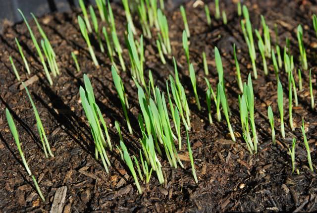 Семена овса при благоприятном уровне влажности прорастают достаточно быстро даже при понижении температурных показателей до 1-2оС