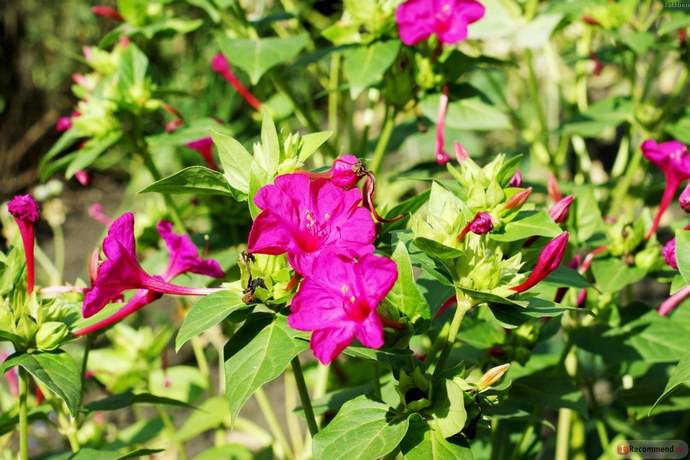 Тропический однолетний Мирабилис способен обильно цвести на протяжении всего дачного сезона