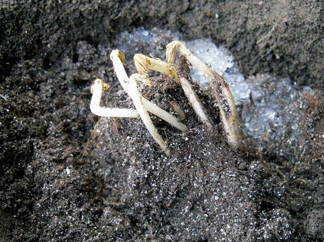 Наиболее удобным с точки зрения размножения посадочным материалом являются части корневища астильбы