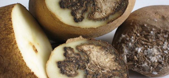 Максимального развития болезнь достигает в середине и в конце периода сохранения