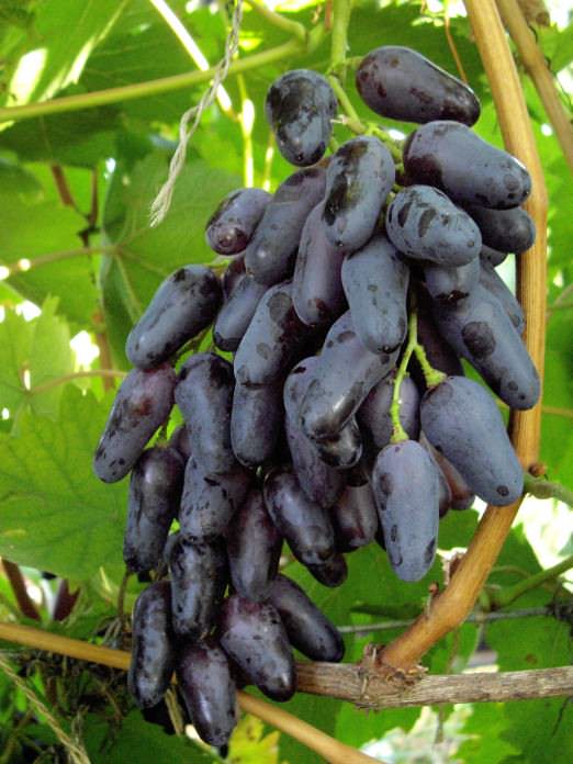 Особенности винограда сорта "Одесский Сувенир"