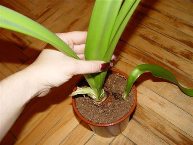 Пересадку Hippeastrum рекомендуется осуществлять непосредственно после цветения