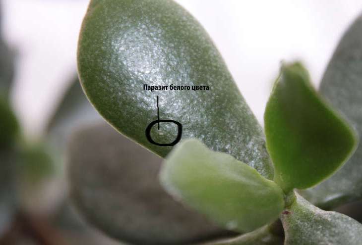 Появление белого ватообразного налета в листовых пазухах декоративной культуры может свидетельствовать о поражении «денежного дерева» мучнистым червецом