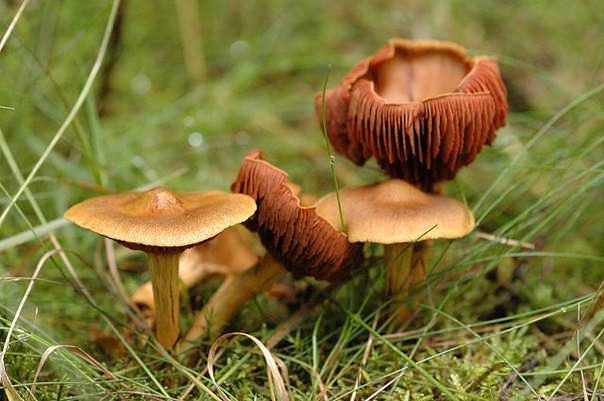 Благородный паутинник опасен для здоровья человека и нередко представляет большую угрозу жизни