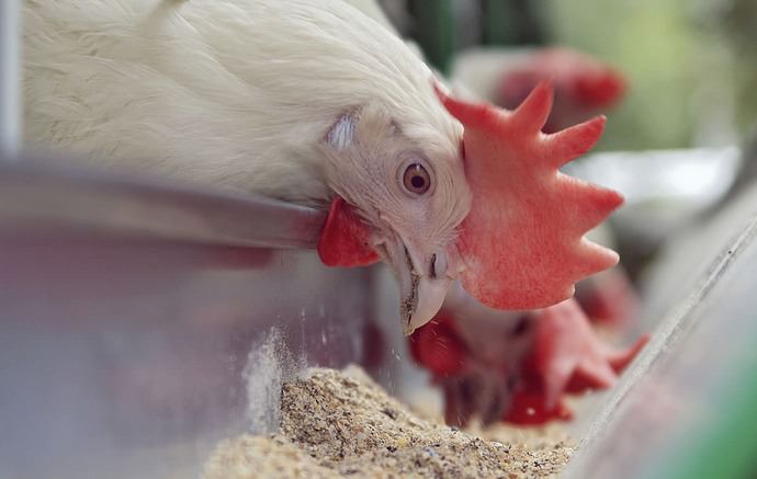 Утром и вечером несушкам следует давать зерно