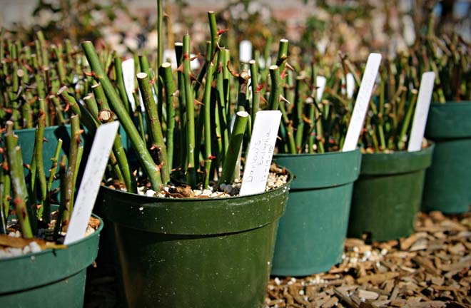 Одревесневшие черенки можно укоренять в рассадных ёмкостях в домашних условиях