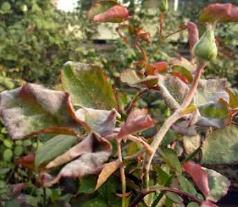 Мучнистая роса на розах относится к числу наиболее распространенных заболеваний